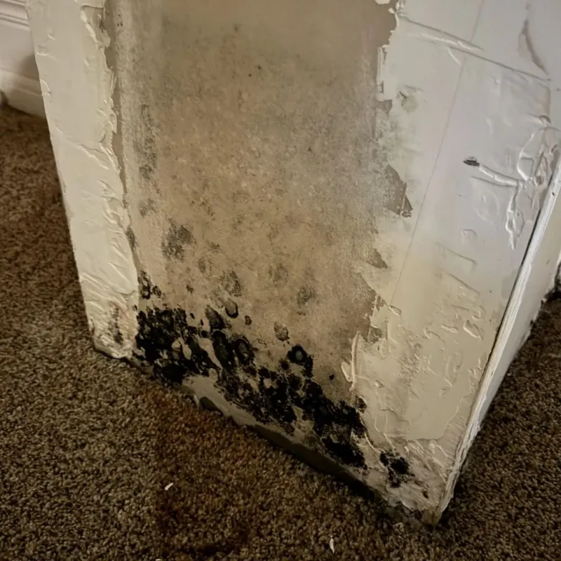 Professional Mold Removal in Benton County, IA